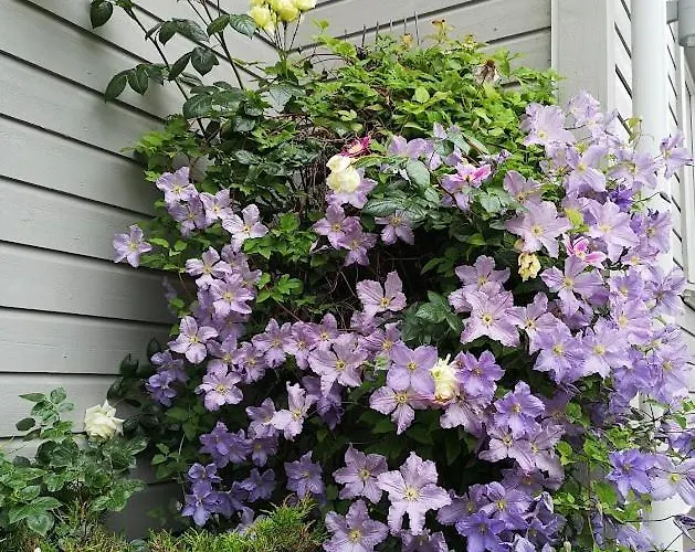 Baneheia-studios & Kristiansand