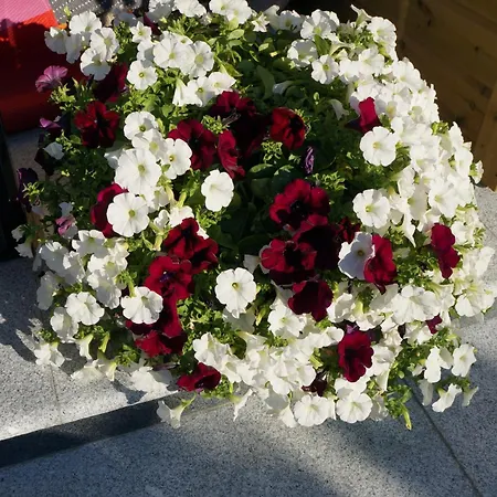 Baneheia-studios & 3*